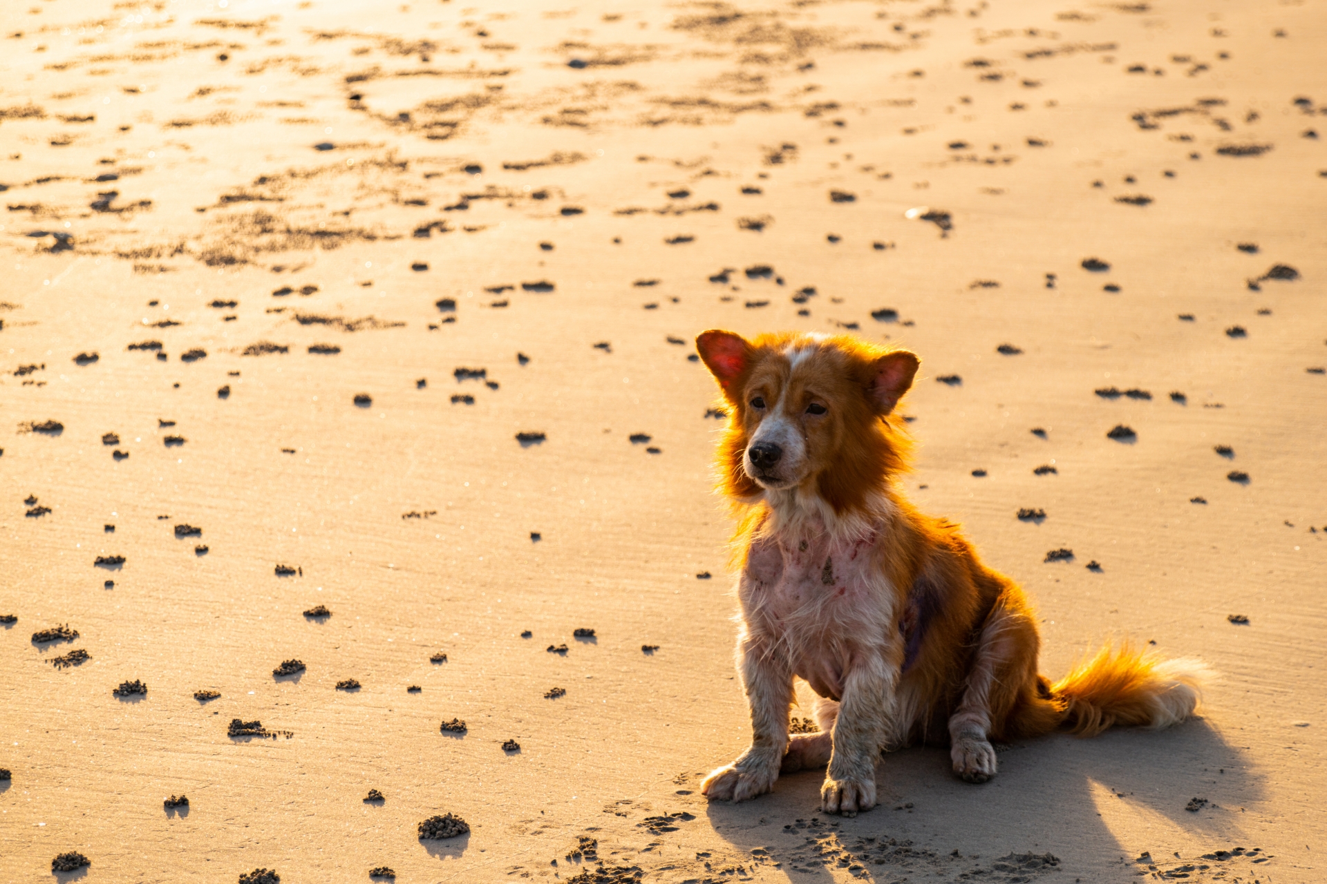 愛される負け犬は強者を凌駕することも!?【アンダードッグ効果】